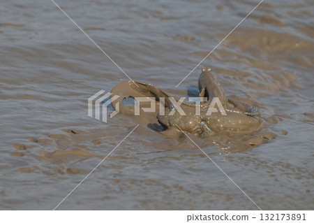 Ariake Sea tideland scenery Ariake Sea tideland scenery 132173891