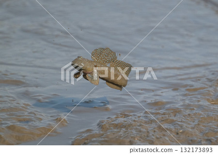 Ariake Sea tideland scenery 132173893