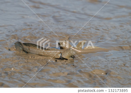 有明海沿岸風光 132173895