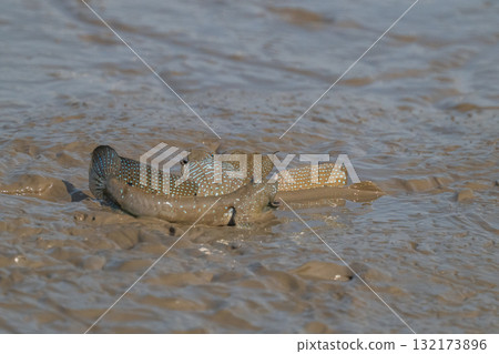 Ariake Sea tideland scenery Ariake Sea tideland scenery 132173896