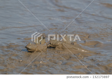 有明海沿岸風光 132173897