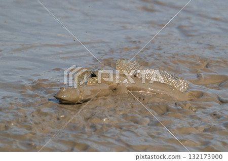 Ariake Sea tideland scenery 132173900