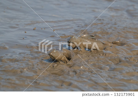 有明海沿岸風光 132173901