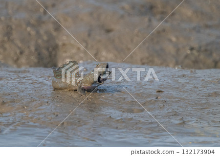 Ariake Sea tideland scenery Ariake Sea tideland scenery 132173904