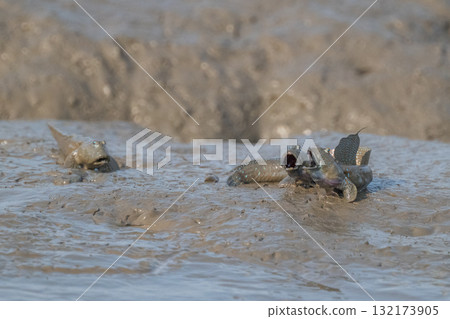 Ariake Sea tideland scenery Ariake Sea tideland scenery 132173905