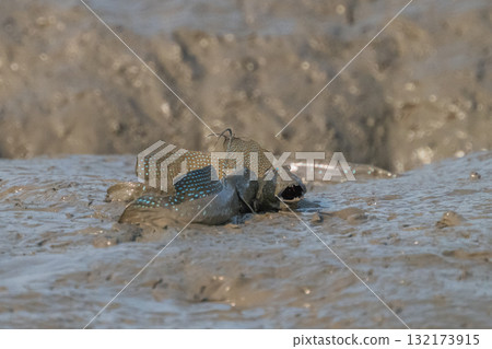 有明海沿岸風光 有明海沿岸風光 132173915