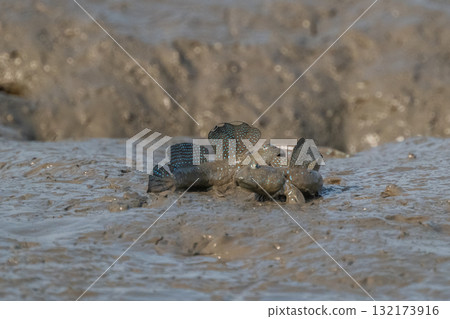 有明海沿岸風光 132173916