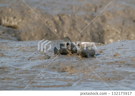 有明海沿岸風光 132173917