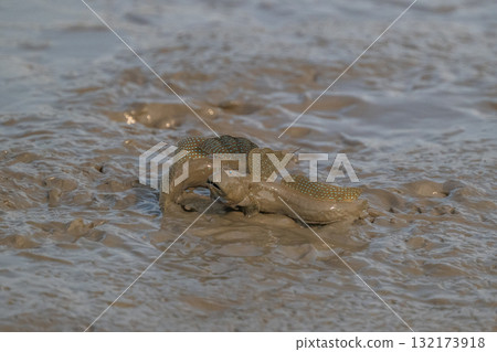 有明海沿岸風光 132173918