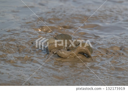 有明海沿岸風光 132173919