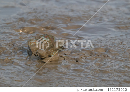 有明海沿岸風光 132173920