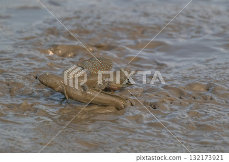 有明海沿岸風光 132173921