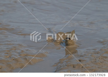 有明海沿岸風光 132173928