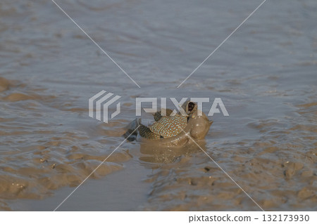 有明海沿岸風光 132173930