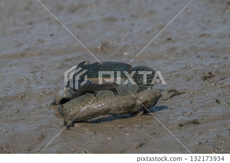 有明海沿岸風光 132173934