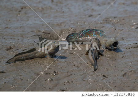 有明海沿岸風光 132173936