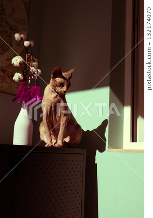 Elegant sphynx cat sitting in warm sunlight with deep shadows on the wall. Minimalist cozy home scene, symbol of mindfulness, self-care, solitude, and unique pet beauty in natural light. Feline pet. Elegant sphynx cat sitting in warm sunlight with deep shadows on the wall. Minimalist cozy home scene, symbol of mindfulness, self-care, solitude, and unique pet beauty in natural light. Feline pet. 132174070