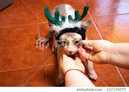 A Sphynx cat wearing a reindeer antler headband is being held by a person. A hairless kitty adorned with a festive reindeer antler headband, held gently by human hands, creating a heartwarming scene. A Sphynx cat wearing a reindeer antler headband is being held by a person. A hairless kitty adorned with a festive reindeer antler headband, held gently by human hands, creating a heartwarming scene. 132174073