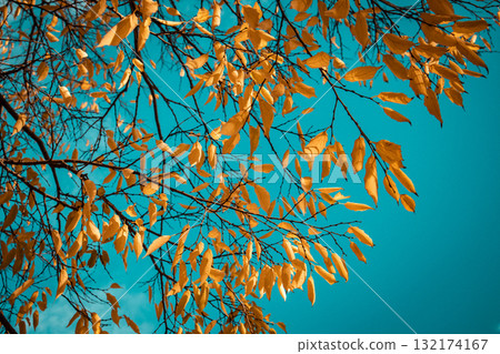 Autumn leaves against a turquoise sky Autumnal view of tree branches with golden yellow leaves against a vibrant clear blue autumnal sky. Autumn leaves against a turquoise sky Autumnal view of tree branches with golden yellow leaves against a vibrant clear blue autumnal sky. 132174167
