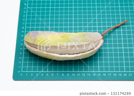 五葉木通（五葉木通）果實大小 最大尺寸 132174289