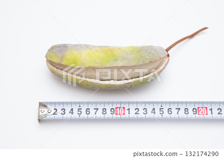 Goyo Akebia (Five-leaf Akebia) Fruit Size Maximum Size 132174290