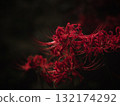 黑色背景上的紅色簇孤挺花 132174292