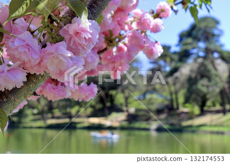 雙瓣櫻花與泛舟湖上，紅櫻，大宮公園 132174553