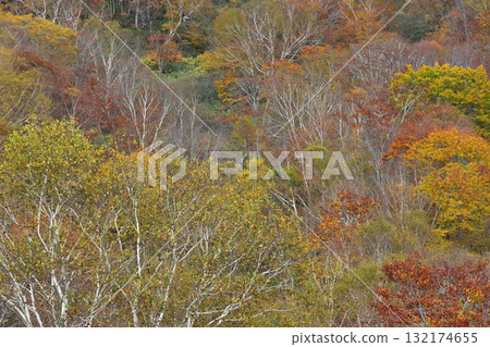 Colorful forest Colorful forest 132174655