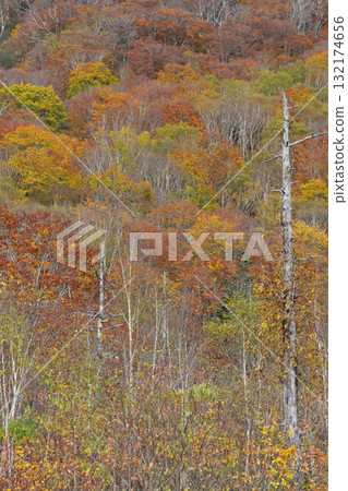 The autumn leaves forest 132174656