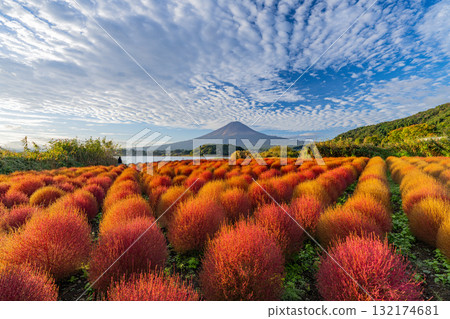 [山梨縣] 河口湖大石公園 - 秋季的掃帚草葉和富士山，清晨 132174681