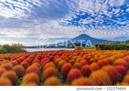 [山梨縣] 河口湖大石公園 - 秋季的掃帚草葉和富士山，清晨 132174684