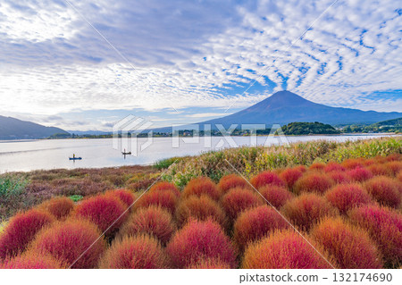 [山梨縣] 河口湖大石公園 - 秋季的掃帚草葉和富士山，清晨 132174690