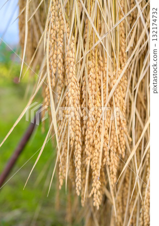 [New Rice] Rice racking 132174732