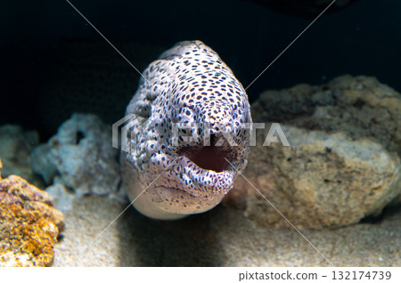 Moray eel - Gangster of the sea Moray eel - Gangster of the sea 132174739