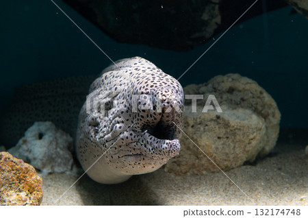 海鰻——海洋黑幫 132174748