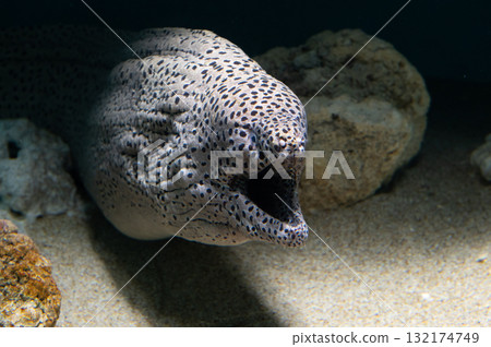 海鰻——海洋黑幫 132174749