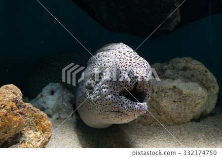 Moray eel - Gangster of the sea Moray eel - Gangster of the sea 132174750