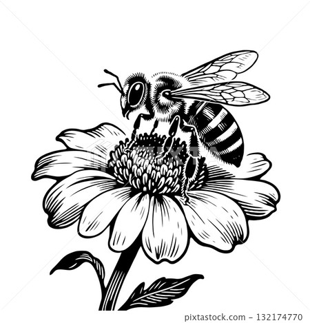 Hand-drawn black ink artwork of a bee on a flower, in engraving style, on white background. Concept of pollination and nature detail Hand-drawn black ink artwork of a bee on a flower, in engraving style, on white background. Concept of pollination and nature detail 132174770