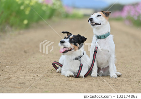 兩隻友善的傑克羅素梗犬和一片盛開的波斯菊田 132174862