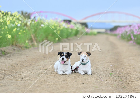 Two friendly Jack Russell terriers and a field of blooming cosmos Two friendly Jack Russell terriers and a field of blooming cosmos 132174863