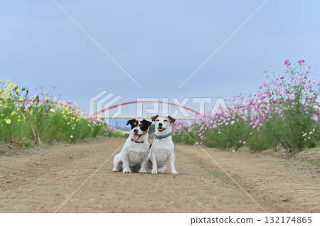 兩隻友善的傑克羅素梗犬和一片盛開的波斯菊田 132174865