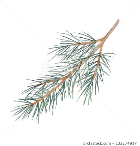 Green pine branch watercolor clipart, hand drawn with fine needle detail, great for Christmas packaging, eco stationery, natural pattern design, and winter-themed compositions 132174937