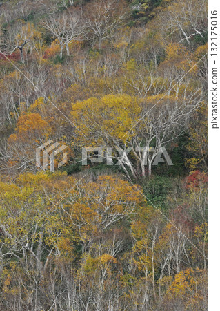 一座變成紅色葉子的山 132175016