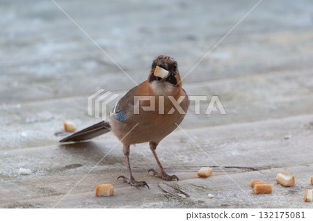 北海道野生鳥類—歐亞鴉 132175081