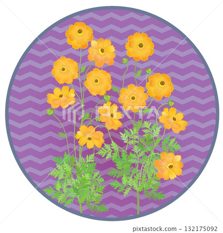 Illustration of yellow cosmos with circular background 132175092