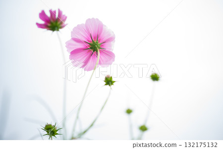 Cosmos fields in Omitama City, Ibaraki Prefecture Cosmos fields in Omitama City, Ibaraki Prefecture 132175132