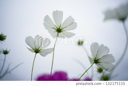 Cosmos fields in Omitama City, Ibaraki Prefecture 132175133