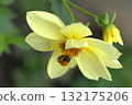 A bumblebee collects pollen from a yellow flower 132175206