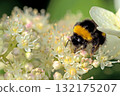 A large bumblebee on a white flower 132175207