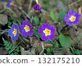 The first spring flowers in the forest 132175210